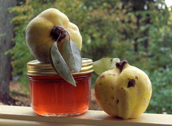 quince jelly made by Deborah Cooke