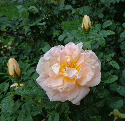 Claire Delacroix's garden