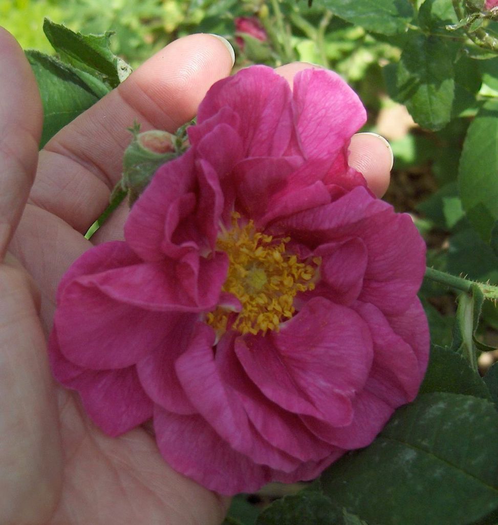 Claire Delacroix's garden