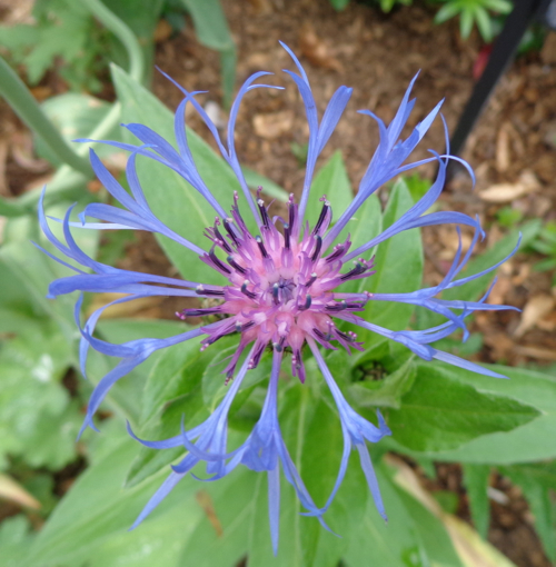 Claire Delacroix's garden