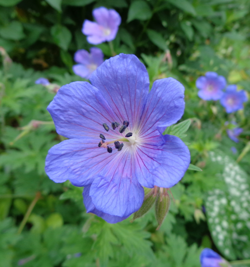 Claire Delacroix's garden