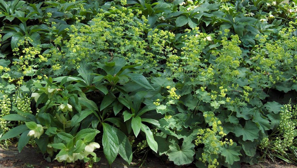 Claire Delacroix's garden