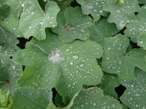 Claire Delacroix's garden