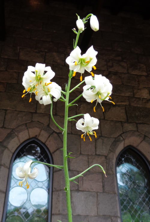 The Bonnefont Cloister garden at the The Cloisters in New York taken by Claire Delacroix