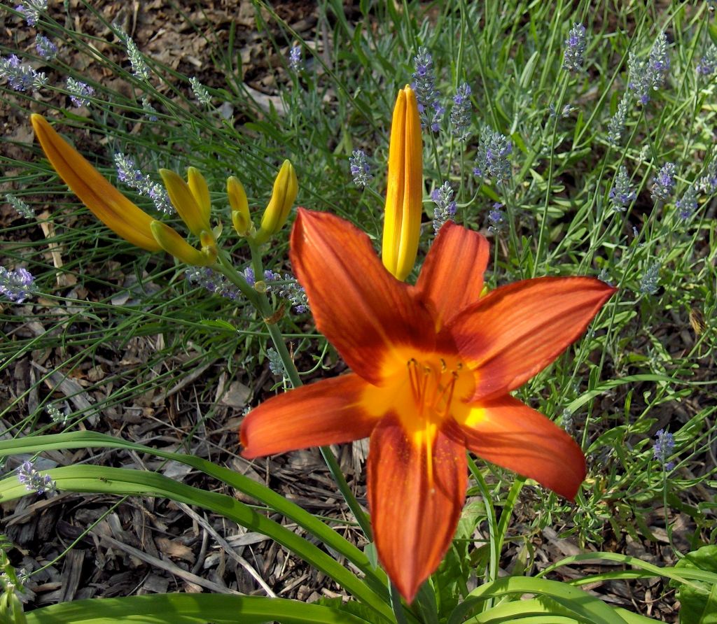 Claire Delacroix's garden