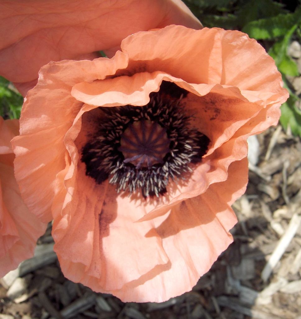 Claire Delacroix's garden