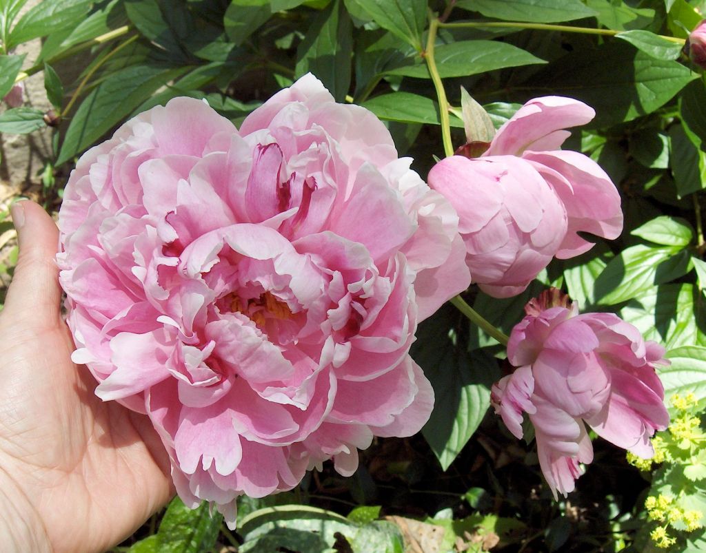 Claire Delacroix's garden