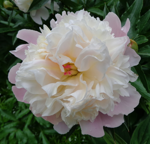 Claire Delacroix's garden