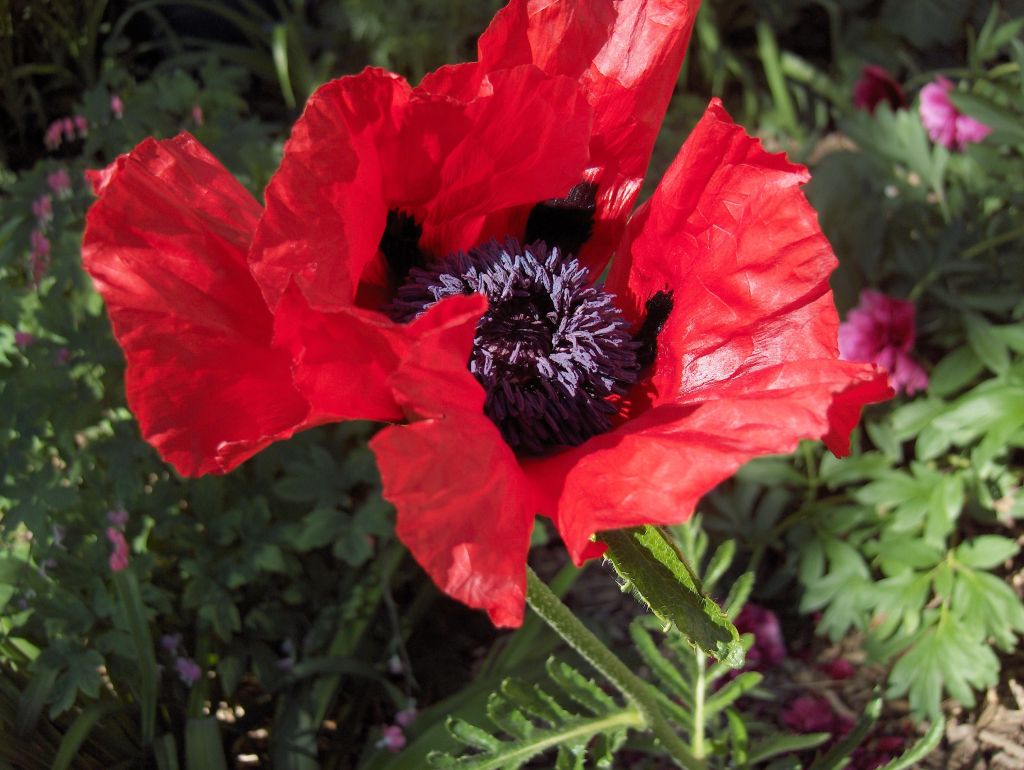 Claire Delacroix's garden