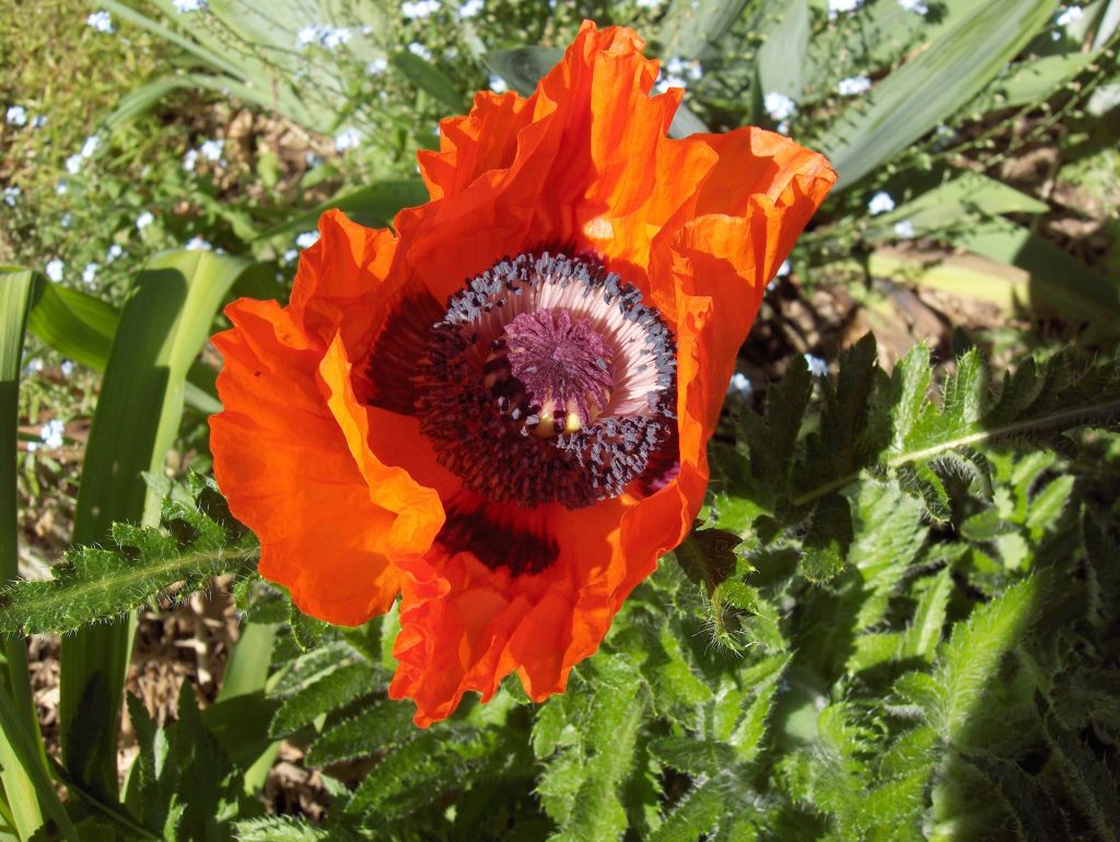 Claire Delacroix's garden