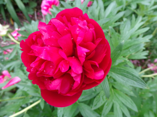 Claire Delacroix's garden