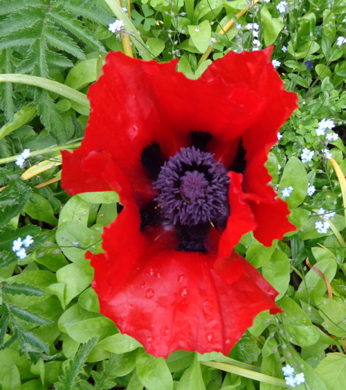 Claire Delacroix's garden