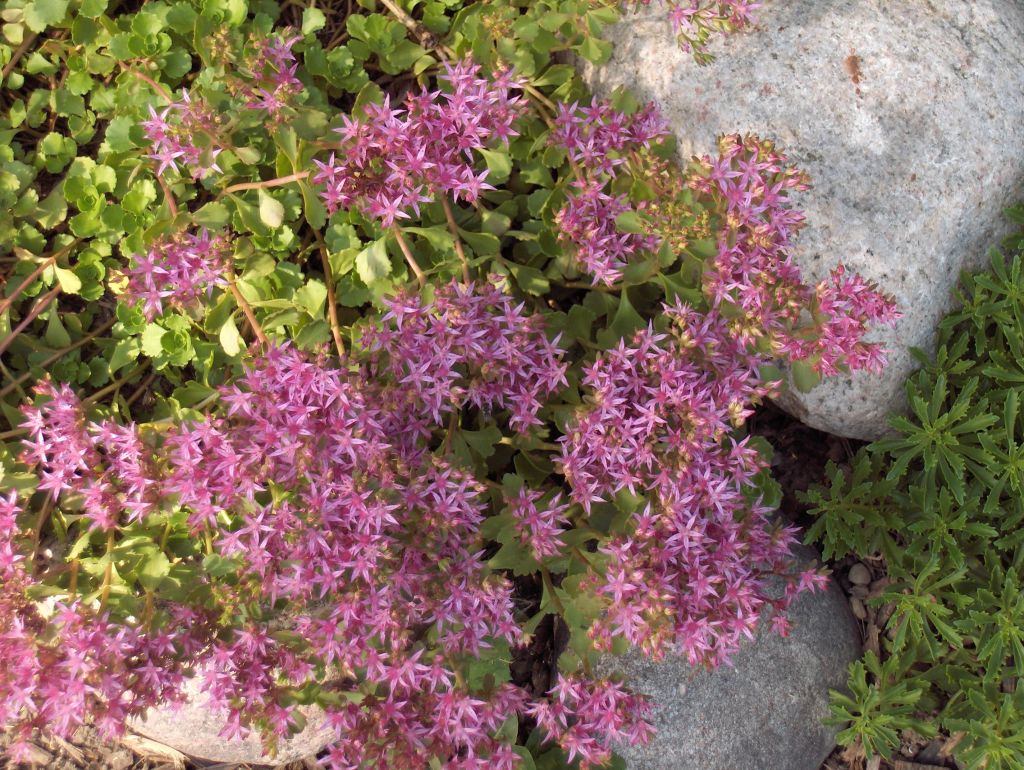 Claire Delacroix's garden