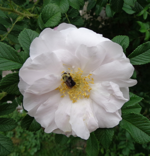 Claire Delacroix's garden