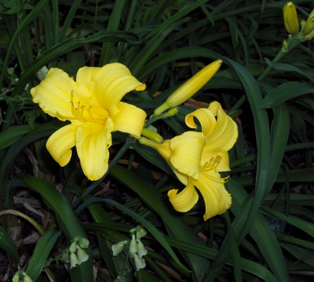 Claire Delacroix's garden