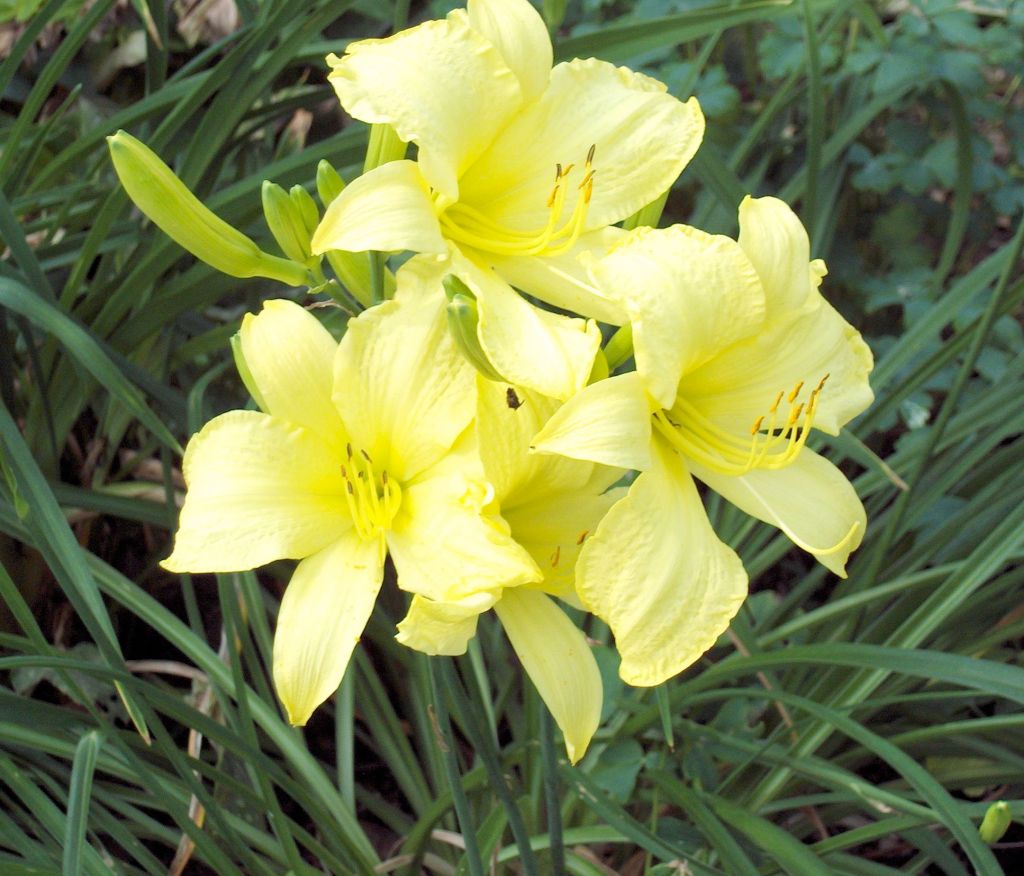 Claire Delacroix's garden