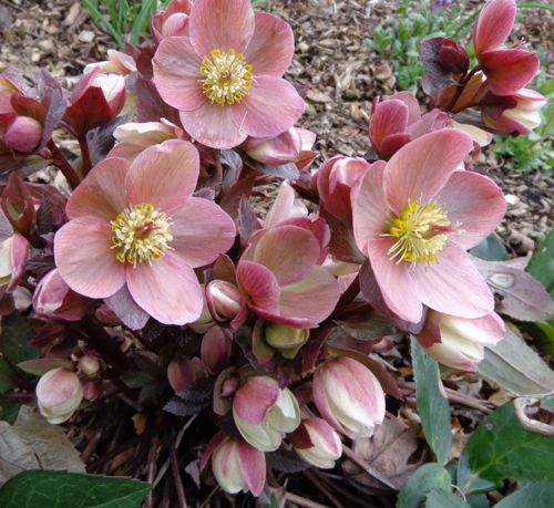 Hellebores in bloom in Deborah Cooke's garden