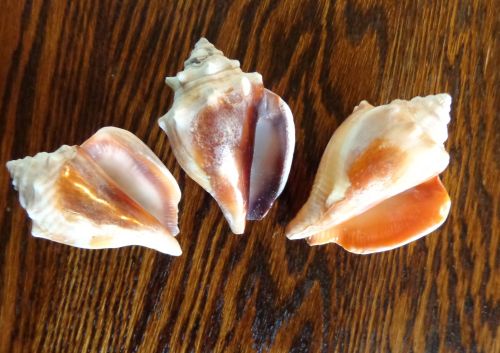 Deborah Cooke's shells from St. Pete's Beach