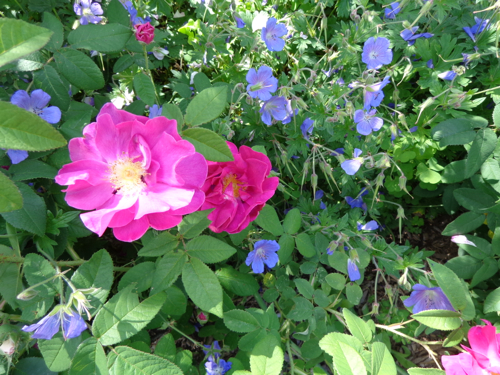 Apothecary rose in Deborah Cooke's garden