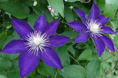 clematis