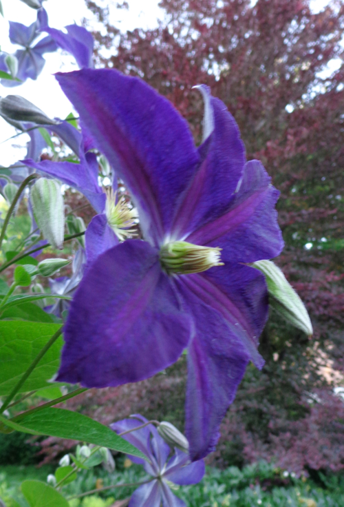 clematis2