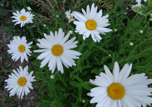 shasta daisy in Deborah Cooke's garden
