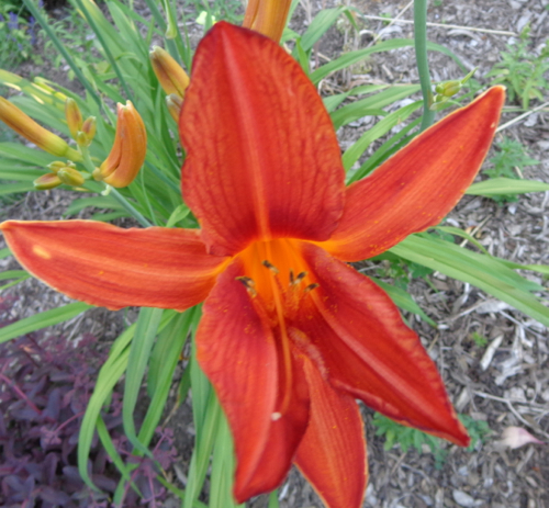 daylily
