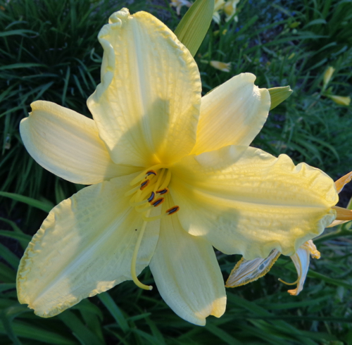 daylily2