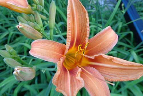 ditch lilies in Deborah Cooke's garden