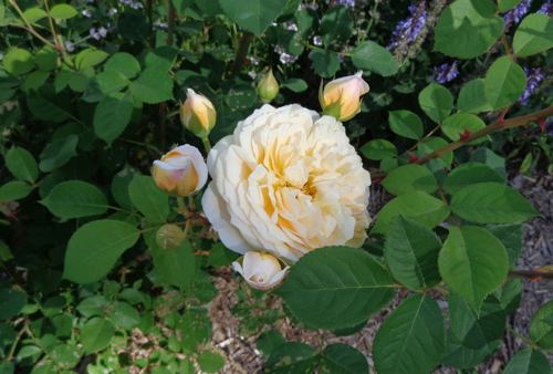 Graham Thomas Austen rose in Deborah Cooke's garden