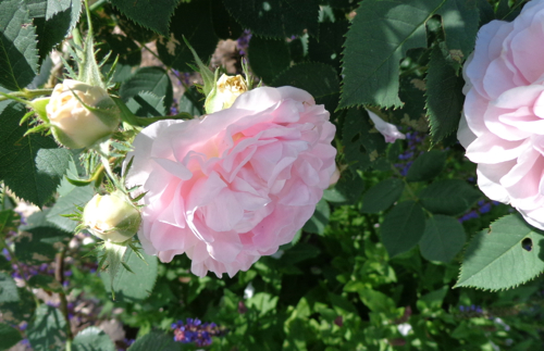 Great Maiden's Blush rose in Deborah Cooke's garden