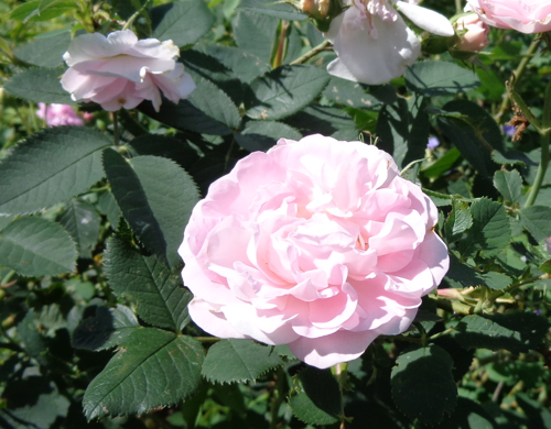 Great Maiden's Blush rose in Deborah Cooke's garden