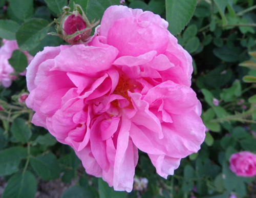 Kaxanlik rose in Deborah Cooke's garden