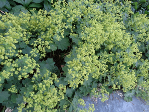 Lady's mantle in Deborah Cooke's garden