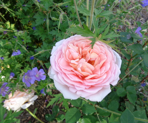 Leander Austen rose in Deborah Cooke's garden