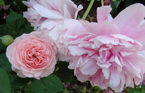Leander Austen rose in Deborah Cooke's garden