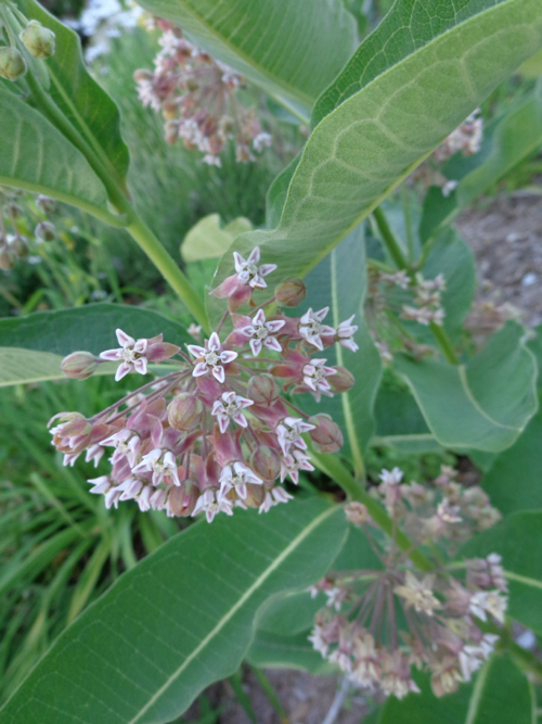 milkweed