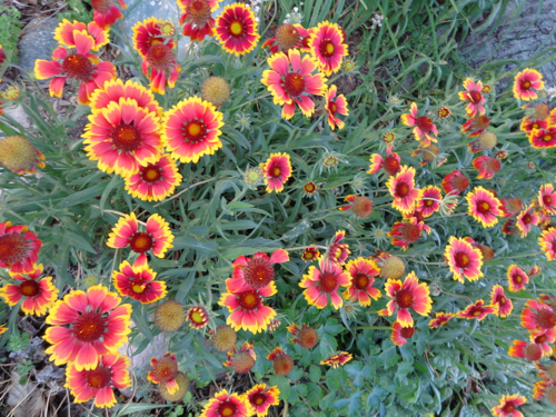 Gaillardia daisy in Deborah Cooke's garden