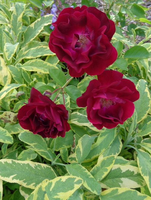 red shrub rose with golden sage in Deborah Cooke's garden