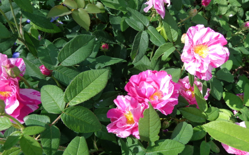 Rosamunde rose in Deborah Cooke's garden