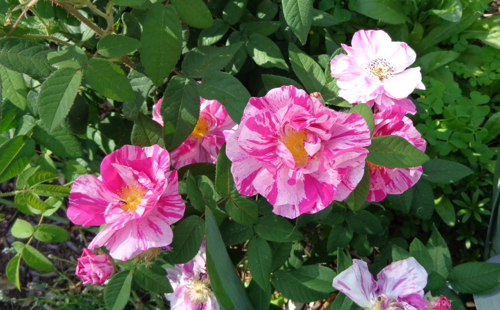Rosamunde rose in Deborah Cooke's garden