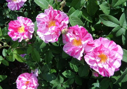 Rosamunde rose in Deborah Cooke's garden
