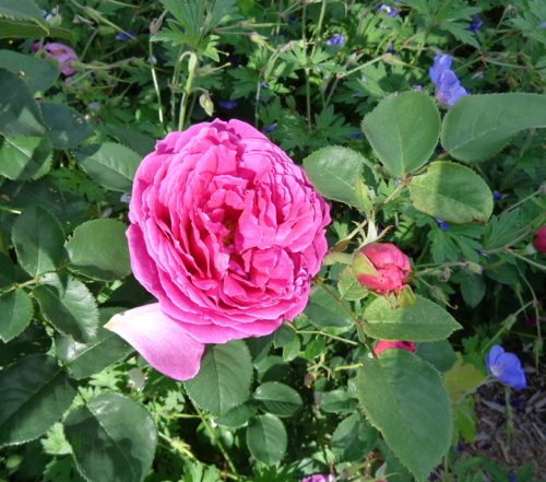 Rose de Rescht in Deborah Cooke's garden