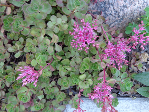 stonecrop