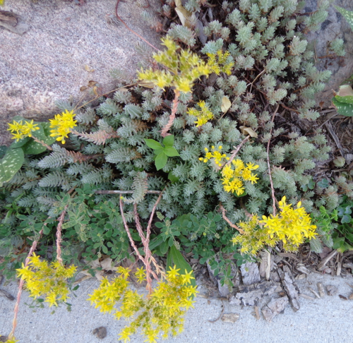 stonecrop2