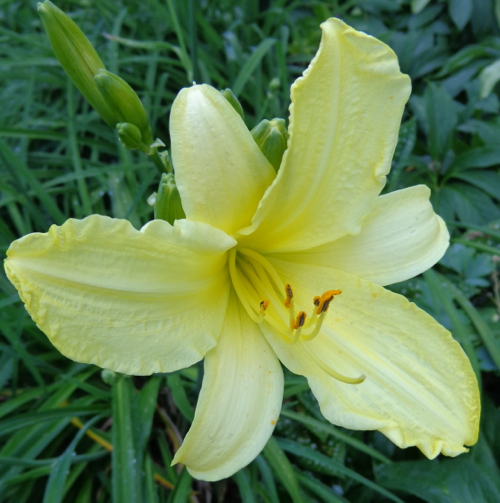yellowdayliliy