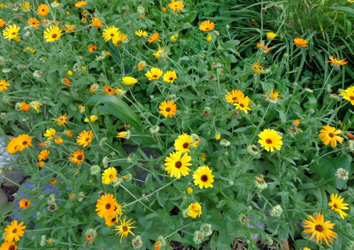 Calendula in Deborah Cooke's garden.