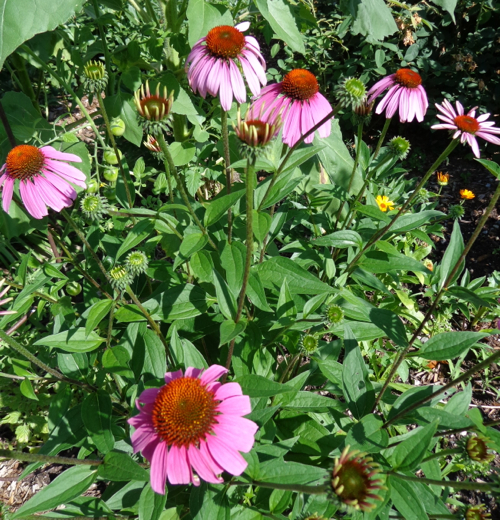 Ecinacea in Deborah Cooke's garden.