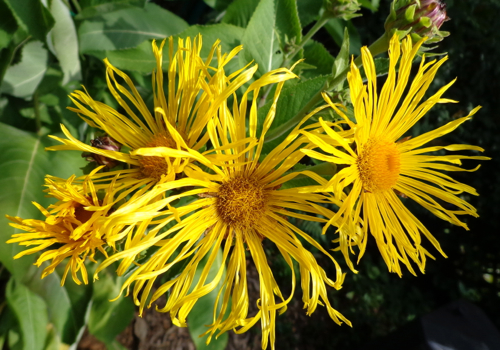 Elecampane in Deborah Cooke's garden.