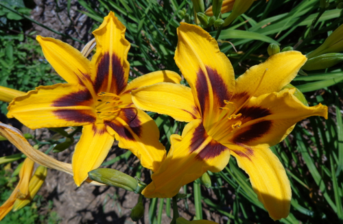 Orange dayliliy in Deborah Cooke's garden.